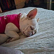 Topaz is registered to the contest to win money with this photo: dog, sleeping, white_dog, pink_sweater, bed, blanket, indoor, resting, pet, cozy, nap, tongue_out, fur, ears, quiet, relaxed, animal, comfort, home, soft