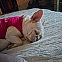 dog, sleeping, white_dog, pink_sweater, bed, blanket, indoor, resting, pet, cozy, nap, tongue_out, fur, ears, quiet, relaxed, animal, comfort, home, soft