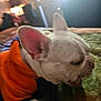 dog, white_dog, orange_sweater, indoor, bed, blanket, pet, canine, closeup, ears, sleepy, resting, furniture, blurred_background, cozy, animal, companion, home, portrait, cute