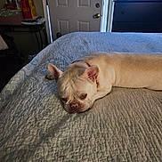 Topaz joined the competition — help win amazing prizes! animal, bed, bedspread, collar, cozy, cream_color, dog, domestic, door, dresser, french_bulldog, furniture, indoor, pet, quiet, relaxed, resting, room, sleepy, television