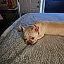 animal, bed, bedspread, collar, cozy, cream_color, dog, domestic, door, dresser, french_bulldog, furniture, indoor, pet, quiet, relaxed, resting, room, sleepy, television