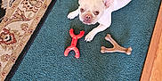 Topaz is registered to the contest to win money with this photo: dog, french_bulldog, pet, toy, carpet, chew_toy, indoor, floor, looking_up, brown, white, animal, fur, ears, cute, home, wood_floor, rug, playful, domestic