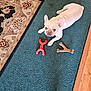 dog, french_bulldog, pet, toy, carpet, chew_toy, indoor, floor, looking_up, brown, white, animal, fur, ears, cute, home, wood_floor, rug, playful, domestic