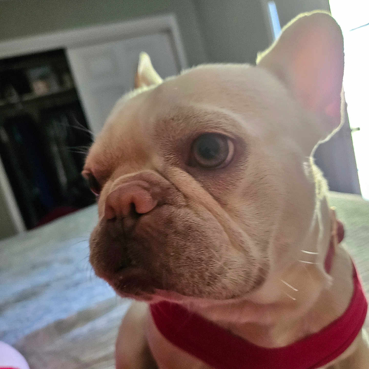 Topaz joined the competition — help win amazing prizes! animal, background, bed, canine, close_up, cute, dog, domestic, ears, face, french_bulldog, fur, house, indoor, light, looking_away, pet, red_harness, small_dog, wrinkles