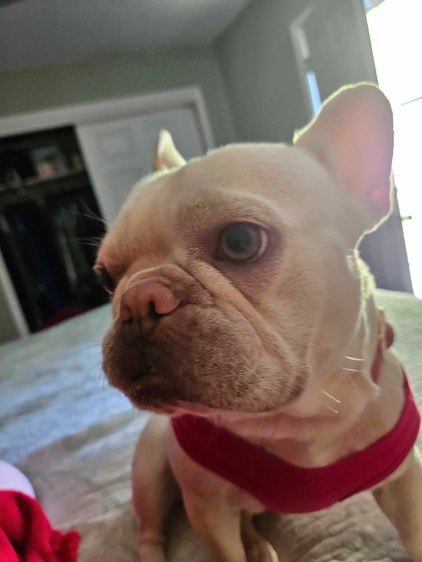 Topaz joined the competition — help win amazing prizes! dog, french_bulldog, pet, indoor, close_up, bed, red_harness, animal, canine, fur, ears, face, wrinkles, looking_away, domestic, cute, small_dog, house, background, light