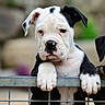 Jaqueline Goncalves participe au concours pour gagner de l'argent avec cette photo : puppy, dog, black_and_white, fence, paws, cute, pet, animal, young, outdoor, expression, portrait, closeup, ears, snout, fur, looking, waiting, cage, metal