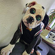Jaqueline Goncalves a rejoint le concours — aidez-le/la à gagner de superbes lots ! dog, bulldog, puppy, sunglasses, black_clothing, couch, paw, plant, window, indoors, pet, cute, small_dog, resting, fashion, animal, houseplant, sunlight, relaxed, portrait