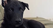 Bako a rejoint le concours — aidez-le/la à gagner de superbes lots ! puppy, dog, black_dog, pet, animal, portrait, lying_down, couch, indoor, home, black_fur, floppy_ear, upright_ear, paw, claws, nose, eyes, cute, relaxed, photography