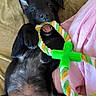 Bako participe au concours pour gagner de l'argent avec cette photo : dog, puppy, black_dog, pet, animal, face, eyes, open_mouth, smiling, playful, rope_toy, chew_toy, green_toy, belly_up, paws, floppy_ears, couch, blanket, indoors, portrait