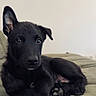 Bako a rejoint le concours — aidez-le/la à gagner de superbes lots ! puppy, dog, black_dog, pet, animal, cute, portrait, indoors, couch, lying_down, floppy_ear, upright_ear, paws, fur, black_fur, looking_at_camera, adorable, home, soft_lighting, closeup
