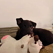 Bako a rejoint le concours — aidez-le/la à gagner de superbes lots ! dog, puppy, black_dog, stuffed_animal, plush_toy, toy, couch, indoor, home, portrait, pet, animal, playing, chewing, sitting, lying_down, brown, white, cozy, closeup