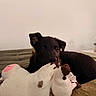dog, puppy, black_dog, stuffed_animal, plush_toy, toy, couch, indoor, home, portrait, pet, animal, playing, chewing, sitting, lying_down, brown, white, cozy, closeup