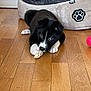 Paco a rejoint le concours — aidez-le/la à gagner de superbes lots ! puppy, dog, black_and_white, floor, wooden_floor, dog_bed, toy, chewing, pet, indoor, cute, young_dog, animal, playful, lying_down, white_paws, black_fur, pet_bed, home, cozy