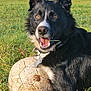 Paco a rejoint le concours — aidez-le/la à gagner de superbes lots ! dog, grass, soccer_ball, outdoor, pet, black_and_white, playful, animal, collar, tag, field, sunlight, tongue, ears, paw, nature, muzzle, close_up, happy, summer