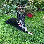Paco participe au concours pour gagner de l'argent avec cette photo : dog, black_and_white, grass, outdoor, garden, plant, greenery, happy, tongue_out, ears_up, pet, canine, nature, sunlight, relaxed, lawn, flower_pot, summer, animal, grass_field