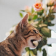 Love is registered to the contest to win money with this photo: animal, blurred_background, cat, closeup, cute, domestic, ears, feline, flower, indoor, leaf, mammal, meowing, nature, pet, plant, profile, soft_light, tabby, whiskers
