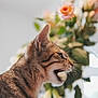 animal, blurred_background, cat, closeup, cute, domestic, ears, feline, flower, indoor, leaf, mammal, meowing, nature, pet, plant, profile, soft_light, tabby, whiskers