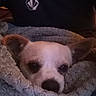 Rowdy joined the competition — help win amazing prizes! dog, blanket, cozy, pet, snug, fur, ears, face, animal, cute, indoor, resting, portrait, looking, warm, comfort, small_dog, lying_down, black_shirt, closeup