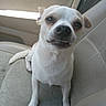 Rowdy is registered to the contest to win money with this photo: dog, pet, car_interior, car_seat, white_dog, small_dog, sitting, looking_up, fur, ears, nose, paw, vehicle, leather_seat, canine, companion, cute, expression, indoor, animal