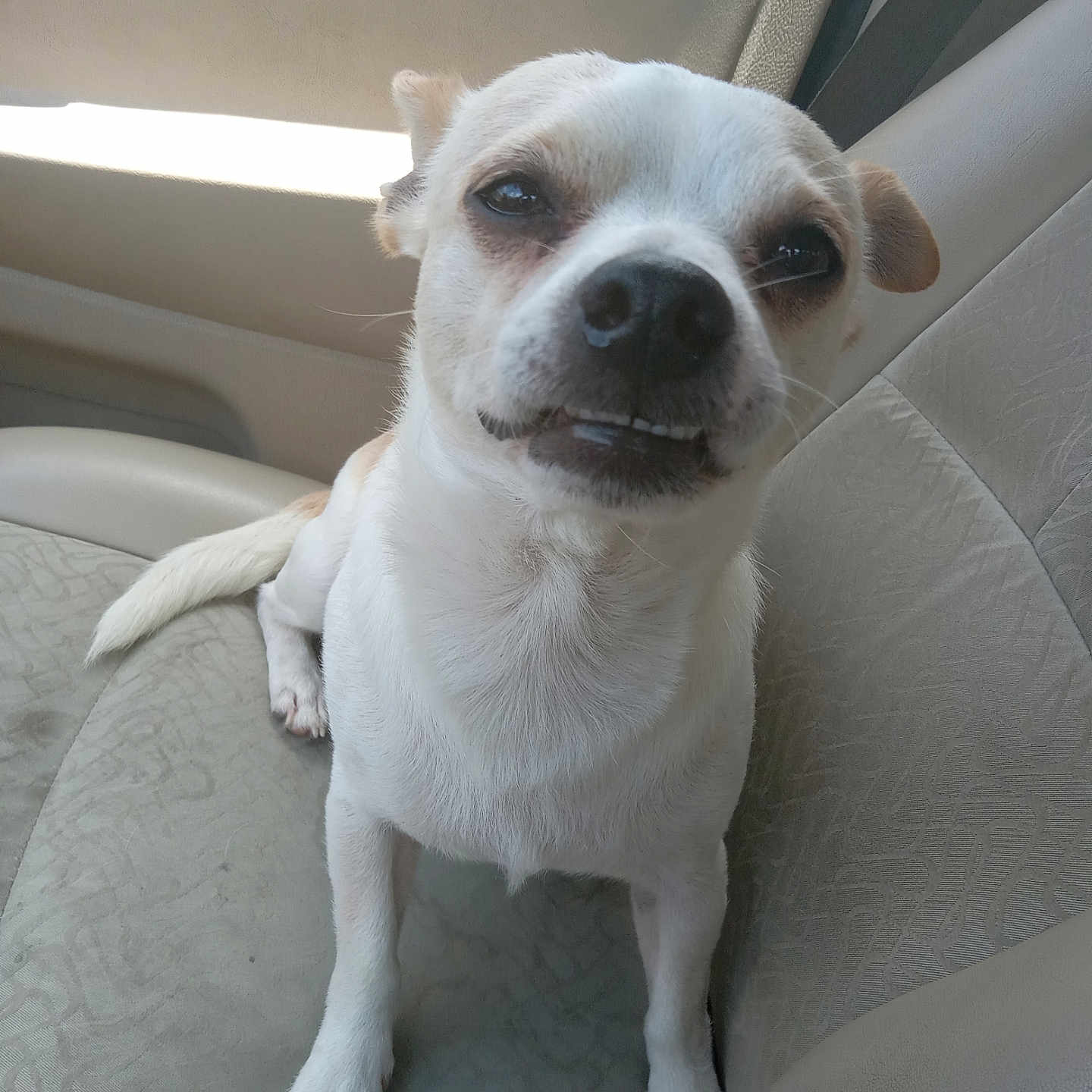 Rowdy is registered to the contest to win money with this photo: dog, pet, car_interior, car_seat, white_dog, small_dog, sitting, looking_up, fur, ears, nose, paw, vehicle, leather_seat, canine, companion, cute, expression, indoor, animal