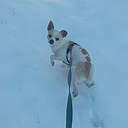 Rowdy is registered to the contest to win money with this photo: dog, small_dog, white_dog, brown_patches, leash, snow, winter, outdoor, animal, pet, walking, looking_back, curious, playful, canine, fur, cold, daylight, nature, companion