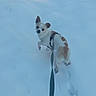 dog, small_dog, white_dog, brown_patches, leash, snow, winter, outdoor, animal, pet, walking, looking_back, curious, playful, canine, fur, cold, daylight, nature, companion