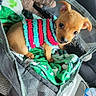puppy, dog, small_dog, pet, cute, sweater, striped_clothing, blanket, plush_toy, mesh_carrier, indoor, cozy, looking_up, brown_dog, soft_texture, car_interior, water_bottle, adorable, young_dog, resting