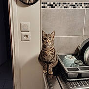 Thor participe au concours pour gagner de l'argent avec cette photo : cat, tabby_cat, kitchen, counter, sink, dish_rack, dishes, clock, wall, tiles, light_switch, appliance, indoor, pet, animal, curious, feline, domestic, striped, sitting
