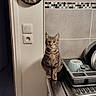 cat, tabby_cat, kitchen, counter, sink, dish_rack, dishes, clock, wall, tiles, light_switch, appliance, indoor, pet, animal, curious, feline, domestic, striped, sitting