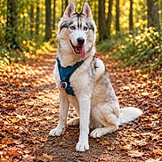 Phalko participe au concours pour gagner de l'argent avec cette photo : dog, siberian_husky, canine, blue_eyes, sitting, tongue_out, harness, forest, woodland, trail, outdoors, autumn, fallen_leaves, nature, sunlight, golden_hour, portrait, fluffy_fur, animal, pet