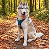 dog, siberian_husky, canine, blue_eyes, sitting, tongue_out, harness, forest, woodland, trail, outdoors, autumn, fallen_leaves, nature, sunlight, golden_hour, portrait, fluffy_fur, animal, pet