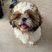 Thaïs a rejoint le concours — aidez-le/la à gagner de superbes lots ! dog, puppy, shih_tzu, fluffy, tongue_out, looking_up, tile_floor, toy, rope_toy, stuffed_animal, brown_and_white, fur, nose, whiskers, cute, sitting, indoor, pet, small_dog, playful