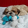 Thaïs a rejoint le concours — aidez-le/la à gagner de superbes lots ! dog, shih_tzu, puppy, pet, plush_toy, stuffed_animal, blue_toy, blanket, couch, red_background, white_sheet, fur, nose, eyes, close_up, resting, sleepy, indoor, cozy, portrait