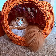 Tito is registered to the contest to win money with this photo: cat, orange_cat, fluffy_tail, wicker_basket, pumpkin_shape, carpet, indoor, pet_bed, cozy, relaxed, feline, animal, cute, resting, home, decor, soft_lighting, orange, white, fur