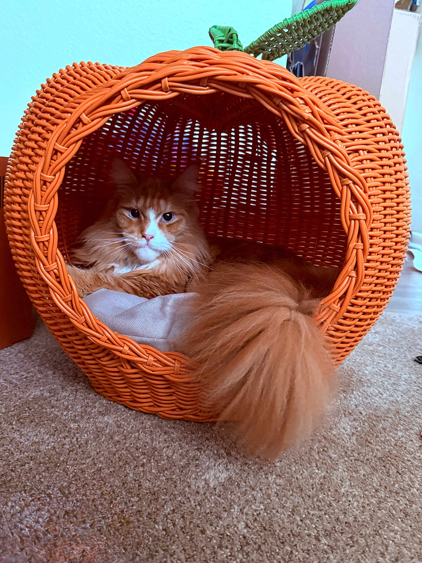 Tito is registered to the contest to win money with this photo: cat, orange_cat, fluffy_tail, wicker_basket, pumpkin_shape, carpet, indoor, pet_bed, cozy, relaxed, feline, animal, cute, resting, home, decor, soft_lighting, orange, white, fur