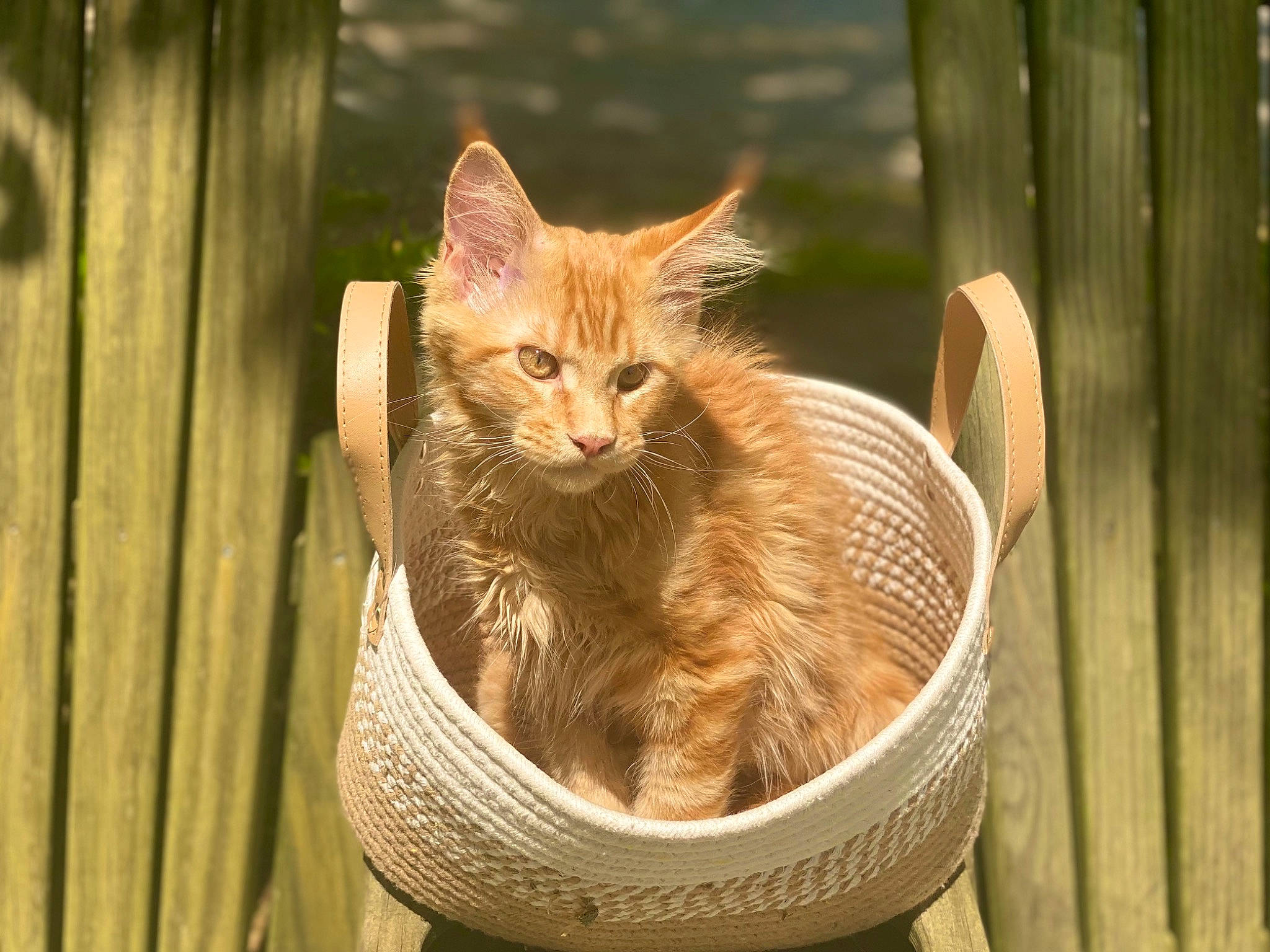 Garfield joined the competition — help win amazing prizes! basket, carnivore, cat, cat_supply, comfort, domestic_short_haired_cat, fawn, felidae, fur, grass, pet_supply, picnic_basket, small_to_medium_sized_cats, snout, storage_basket, tail, terrestrial_animal, trunk, whiskers, wood
