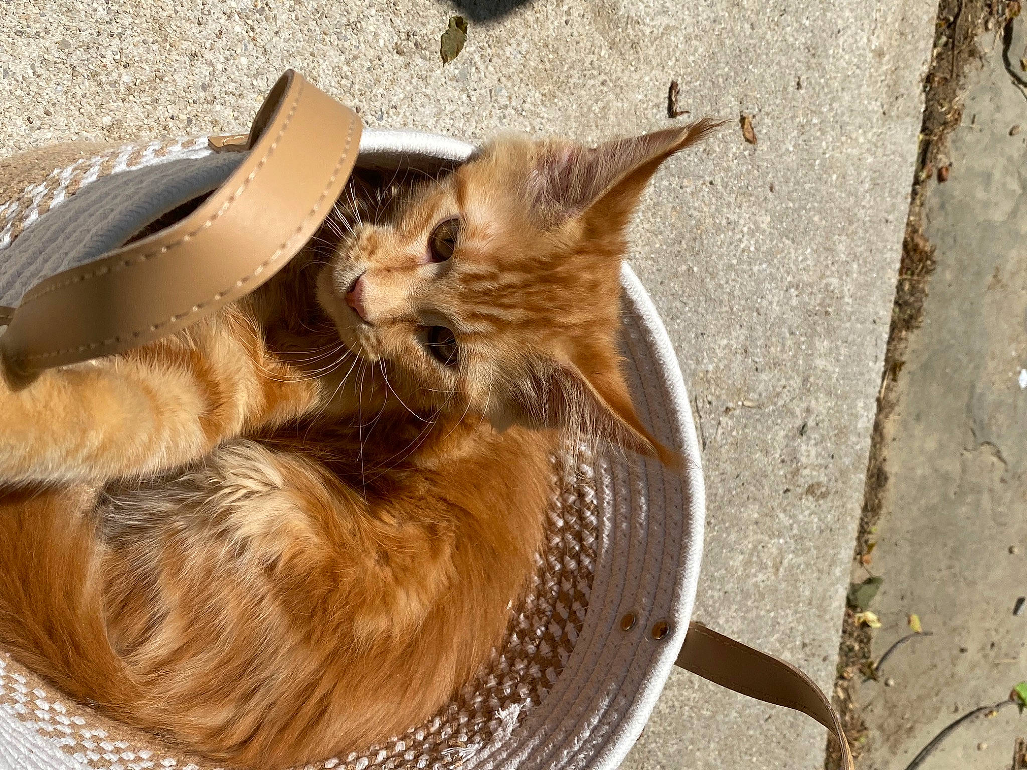 Garfield is registered to the contest to win money with this photo: basket, carnivore, cat, cat_supply, claw, comfort, domestic_short_haired_cat, fawn, felidae, fur, paw, small_to_medium_sized_cats, tail, whiskers, wood