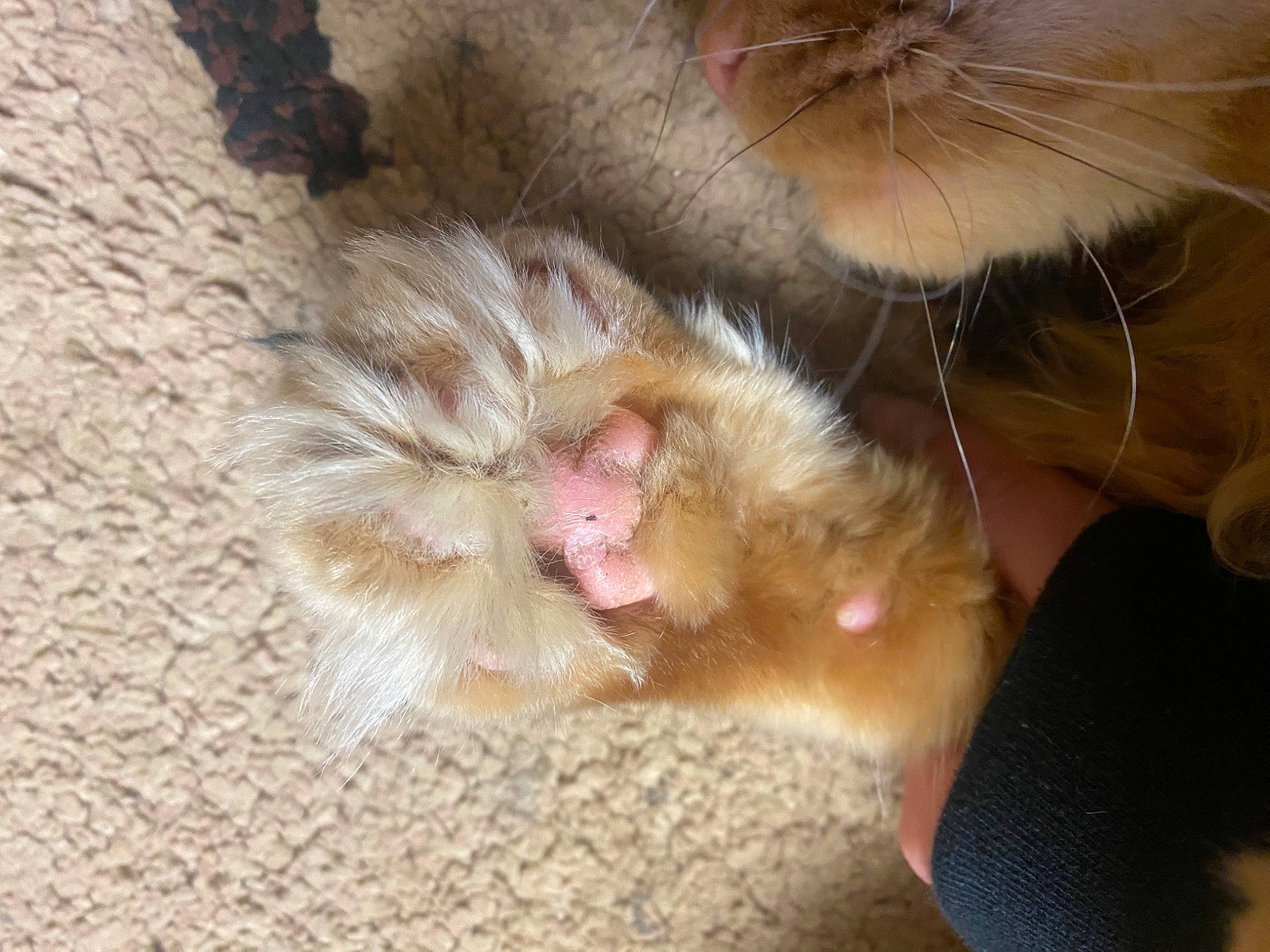 Garfield is registered to the contest to win money with this photo: carnivore, cat, claw, ear, fang, fawn, felidae, foot, fur, gesture, liver, paw, small_to_medium_sized_cats, snout, tail, terrestrial_animal, whiskers, wildlife