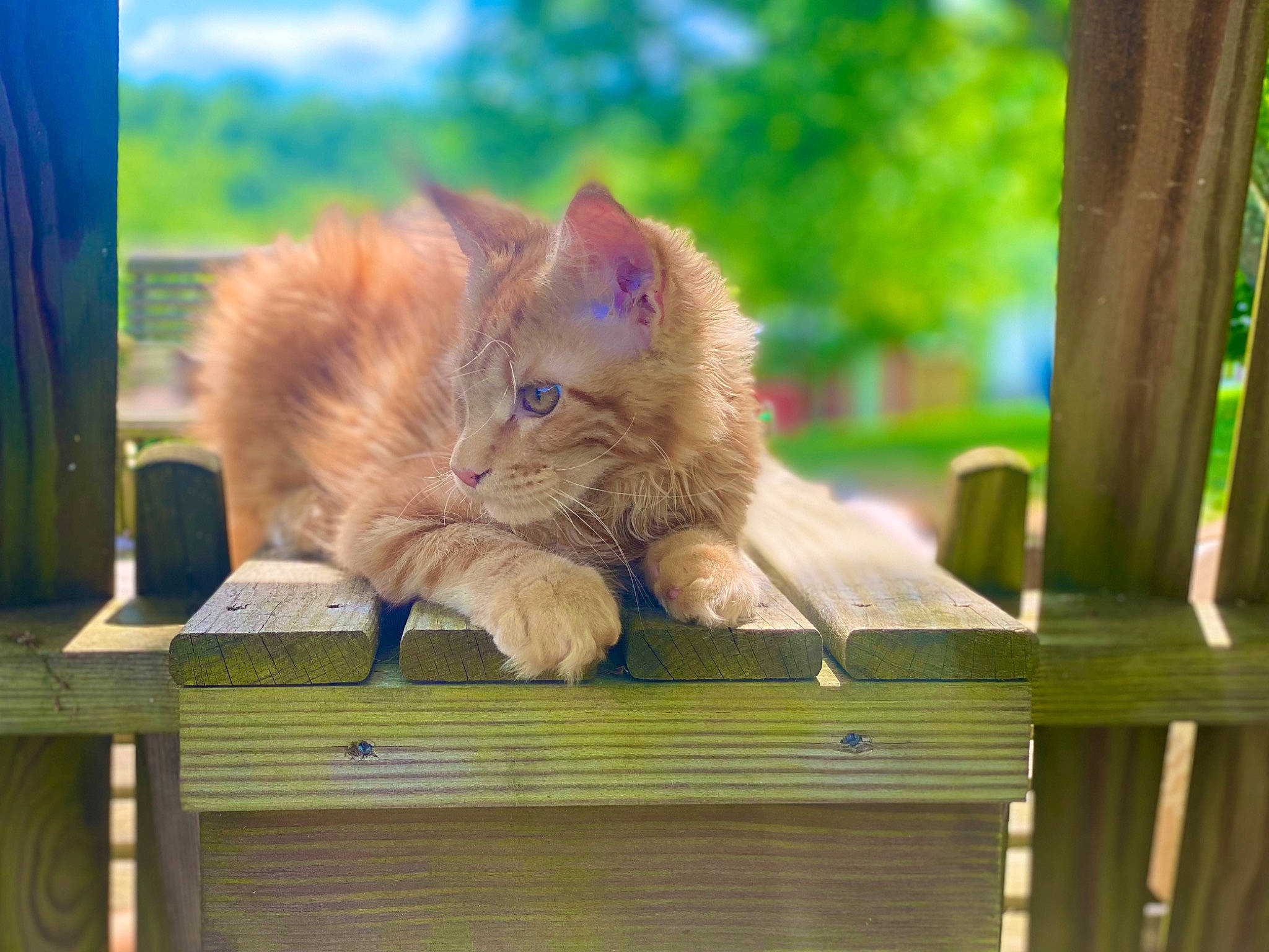 Garfield joined the competition — help win amazing prizes! carnivore, cat, domestic_short_haired_cat, fawn, felidae, fur, grass, hardwood, house, plant, shade, sitting, small_to_medium_sized_cats, tail, tree, whiskers, wildlife, window, wood