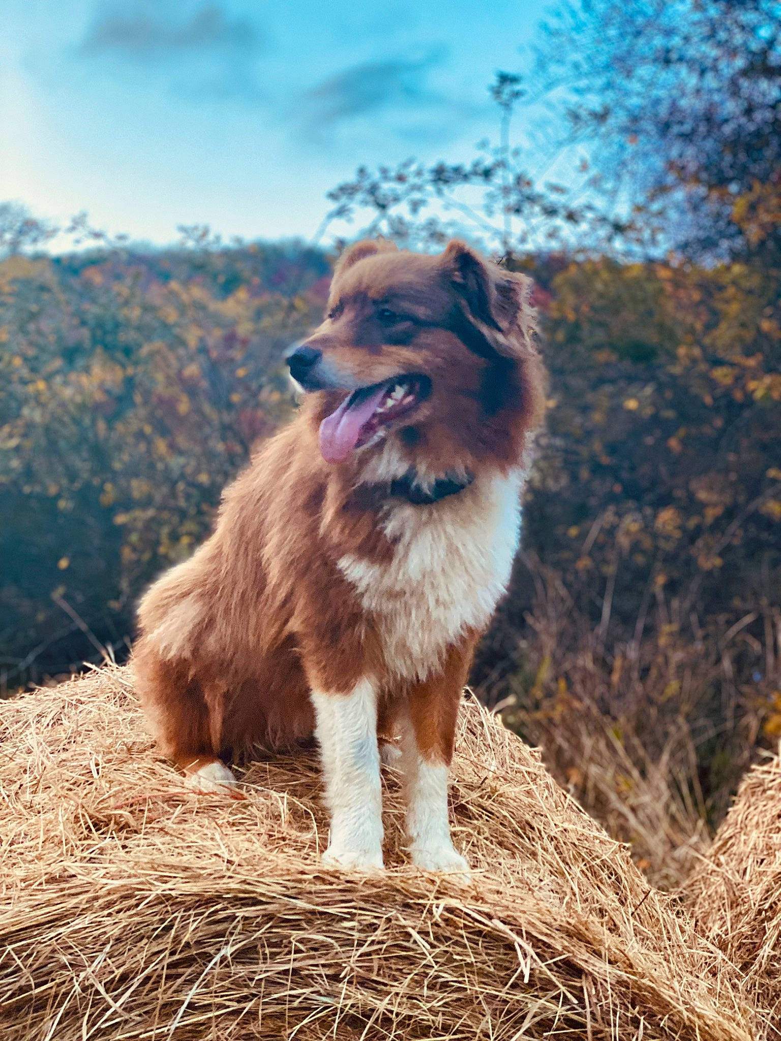 Coco joined the competition — help win amazing prizes! canidae, carnivore, cloud, collie, companion_dog, dog, dog_breed, fawn, fur, grass, herding_dog, liver, plant, scotch_collie, sky, snout, sporting_group, tail, whiskers, wood