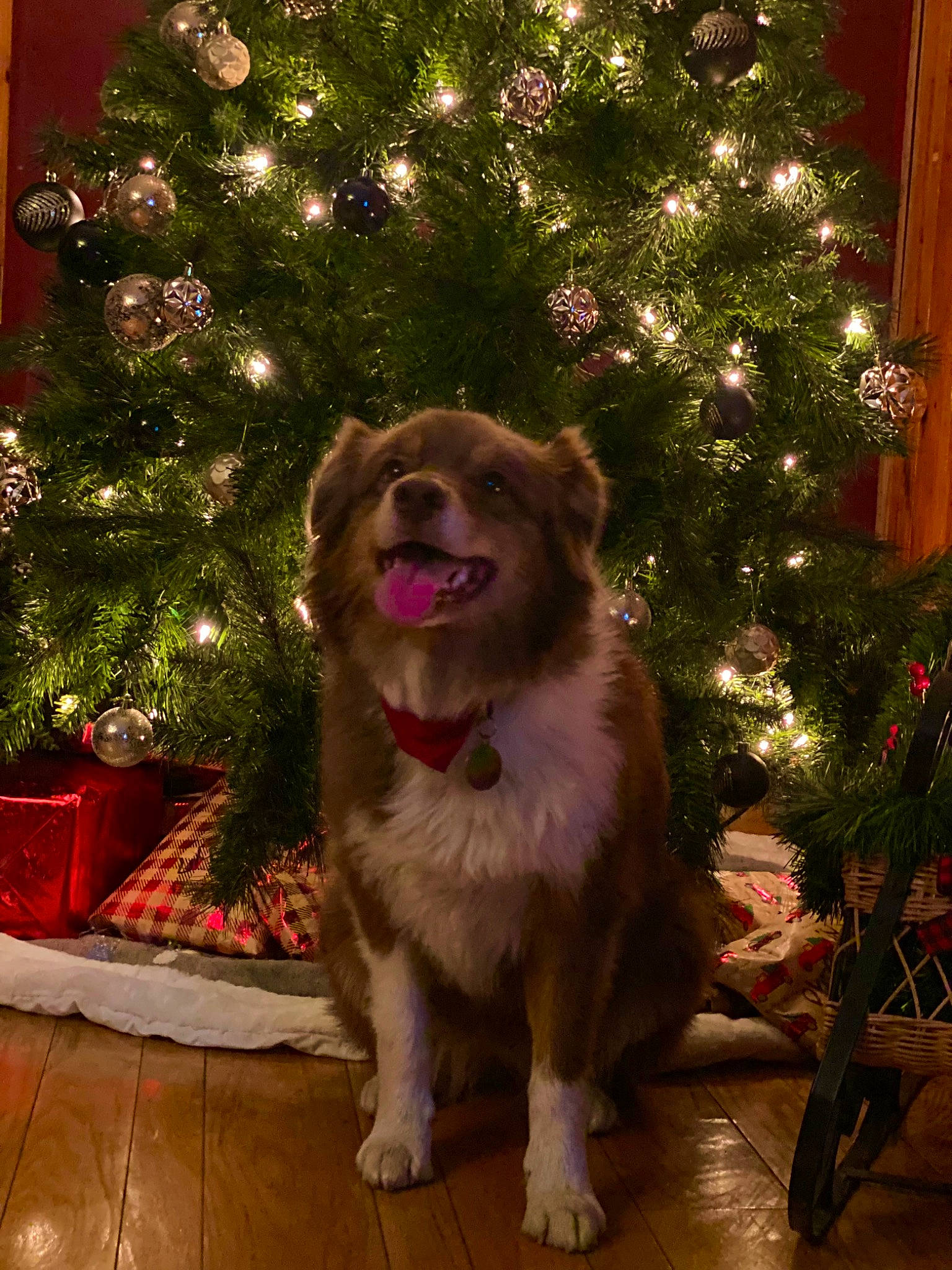 Coco is registered to the contest to win money with this photo: carnivore, christmas, christmas_decoration, christmas_ornament, christmas_tree, companion_dog, conifer, dog, dog_breed, event, evergreen, fawn, fur, holiday, holiday_ornament, ornament, plant, snout, tree, whiskers