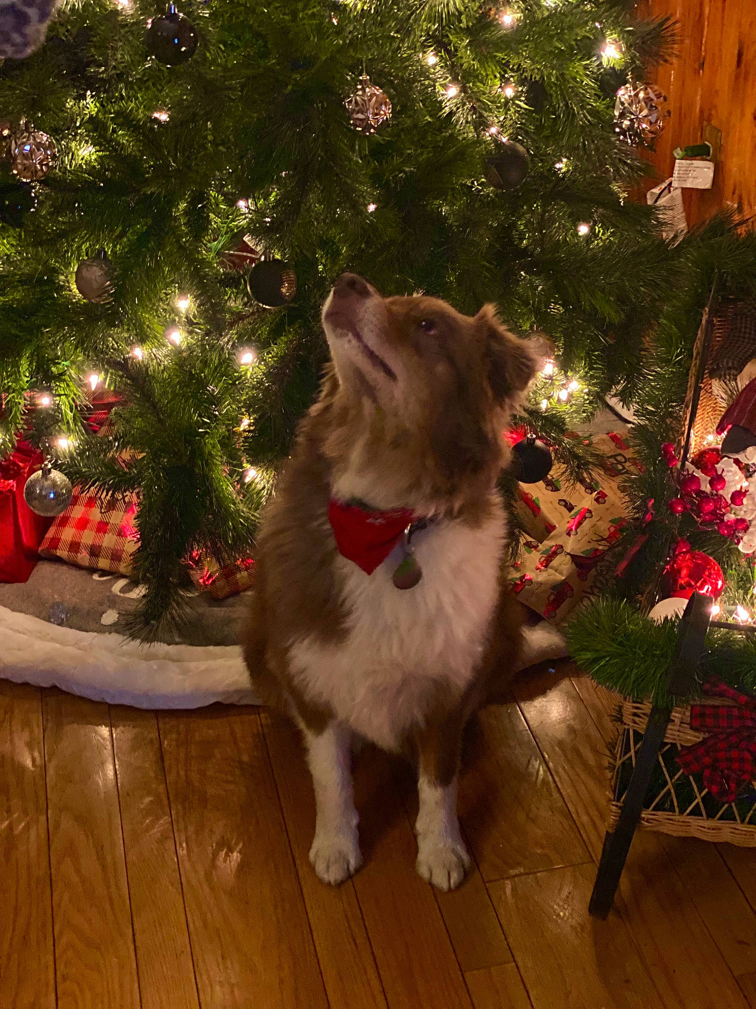 Coco joined the competition — help win amazing prizes! carnivore, christmas_decoration, christmas_ornament, christmas_tree, collar, companion_dog, dog, dog_breed, evergreen, fawn, felidae, holiday_ornament, mammal, ornament, plant, small_to_medium_sized_cats, tree, whiskers, window, wood
