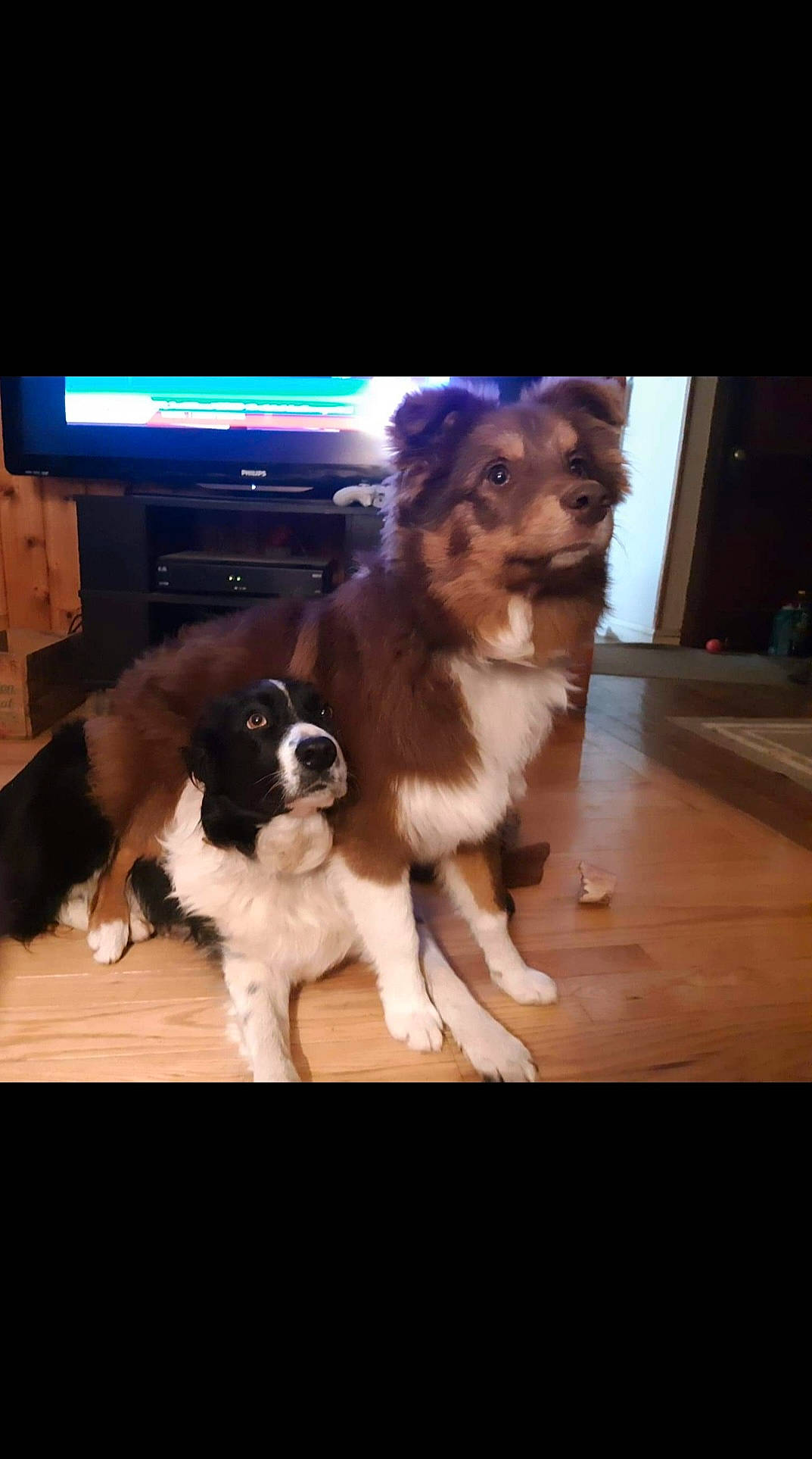 Coco joined the competition — help win amazing prizes! canidae, carnivore, companion_dog, dog, dog_breed, fur, giant_dog_breed, gun_dog, hardwood, night, photo_caption, puppy, spaniel, sporting_group, square, television, toy_dog, working_animal, working_dog