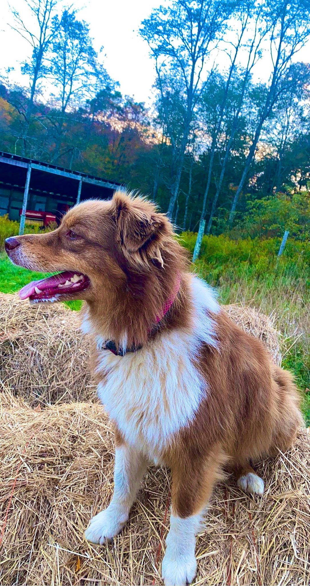 Coco is registered to the contest to win money with this photo: carnivore, collar, companion_dog, dog, dog_breed, dog_collar, fang, fawn, fur, grass, gun_dog, leash, liver, plant, retriever, sky, sporting_group, tree, whiskers, working_animal