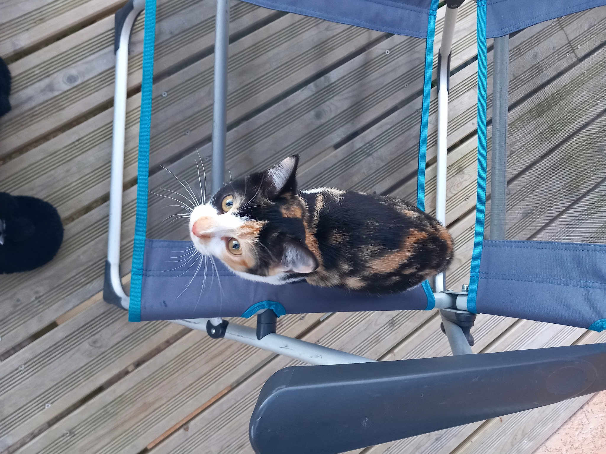 Mimi