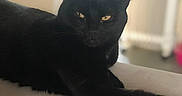 Luna is registered to the contest to win money with this photo: abyssinian, animal, blackcat, cat, couch, furniture, kitten, manx, pet