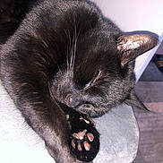 Luna joined the competition — help win amazing prizes! abyssinian, animal, armchair, blackcat, bodypart, cat, chair, claw, couch, electronics, furniture, hardware, hook, kitten, manx, mouth, person, pet, sleeping, tongue