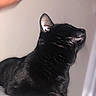 Luna joined the competition — help win amazing prizes! abyssinian, animal, blackcat, cat, kitten, manx, pet