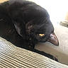 Luna is registered to the contest to win money with this photo: abyssinian, animal, bed, bedroom, blackcat, blanket, cat, couch, cushion, furniture, homedecor, indoors, kitten, linen, manx, person, pet, quilt, room, sleeping