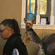 Midknight joined the competition — help win amazing prizes! man, dog, indoor, glasses, black_hoodie, small_dog, jar, water, lemon, shelf, household_items, brown_wall, earrings, dreadlocks, seated, curious, alert, balancing, lemon_water, furniture